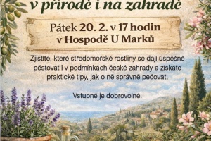 Středomořské rostliny